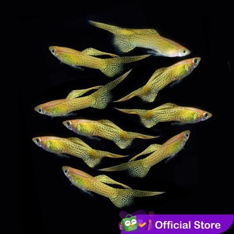 Guppy Blonde Yellow Lace Top Sword / Ikan Hias Air Tawar