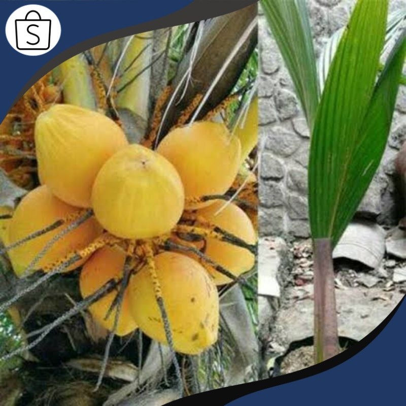 Siap Kirim Bibit Kelapa gading kuning pendek FRESSH