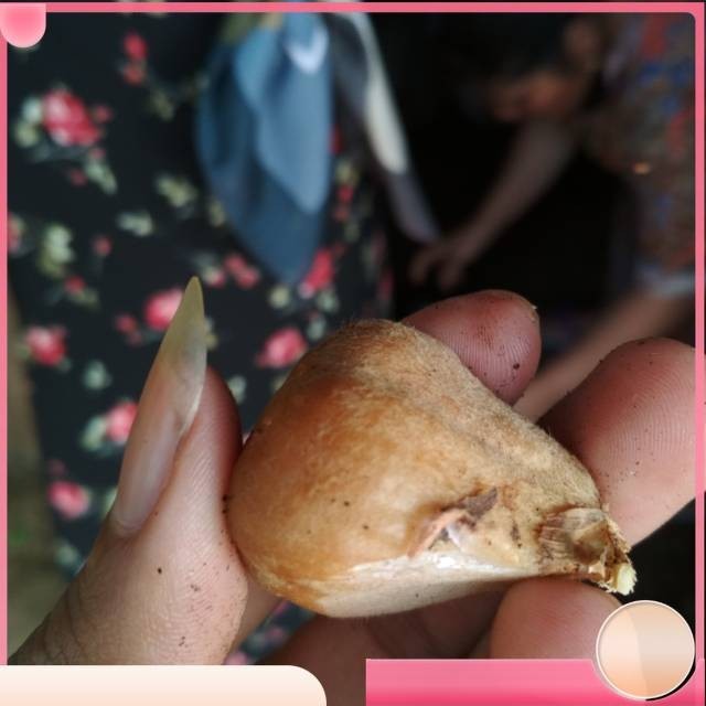

Honje atau honye Kualitas Terbaik