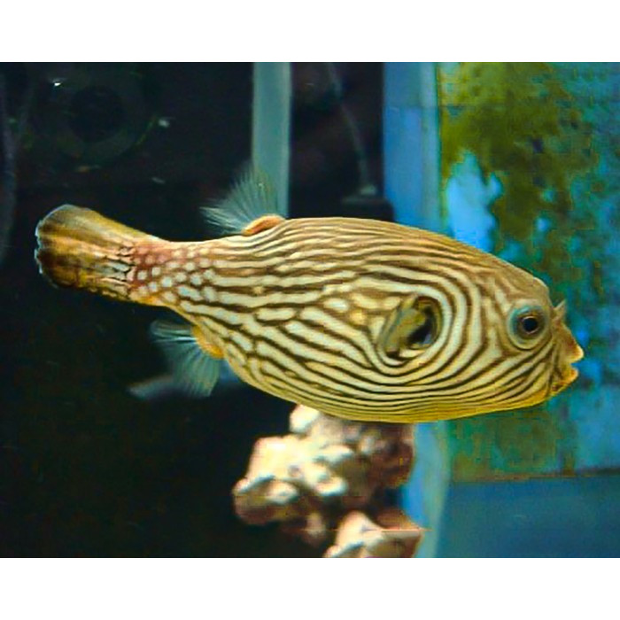 Buntal Reticulata / Reticulated / Puffer Fish / Ikan Hias Air Tawar