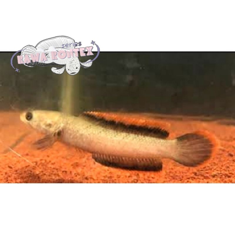 Bisa cod hiyasan akuarium limbata CB lawu / WC size 10-19cm rim tebal bonus stiker Series