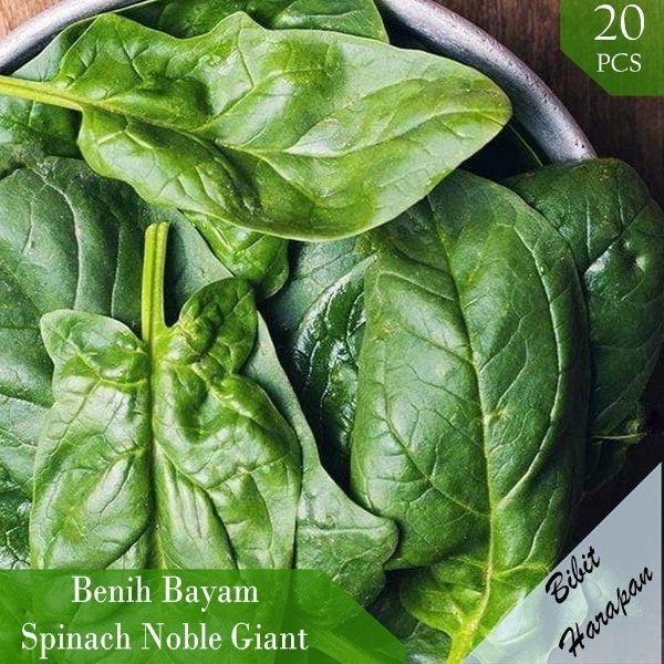 Benih Bibit Biji Sayur Bayam Jepang Spinach Noble Giant Sayuran Import Terbaru