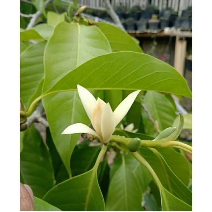 BIBIT TANAMAN BUNGA CEMPAKA PUTIH-BIBIT BUNGA KANTIL PUTIH-ASLI KANTIL