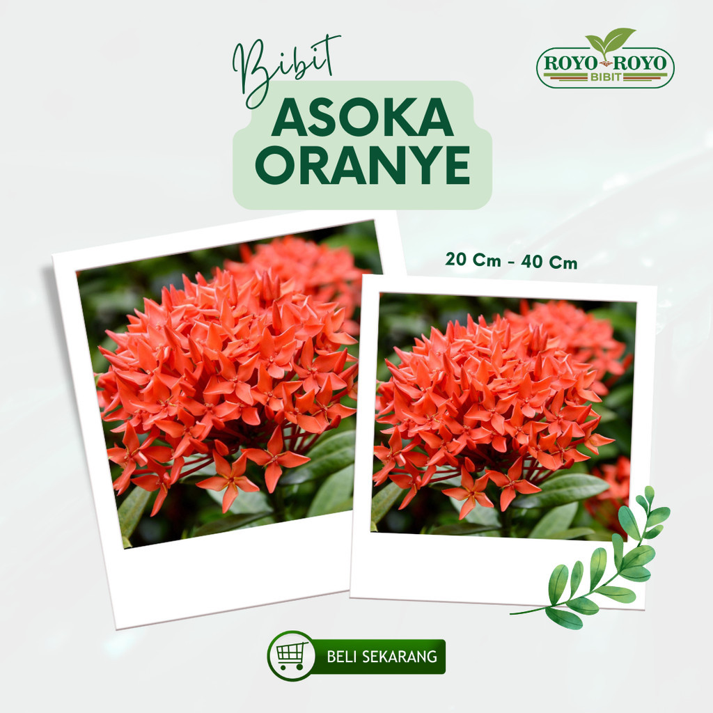 bibit tanaman hias bunga asoka Asoka - Bibit Soka - Bunga orange