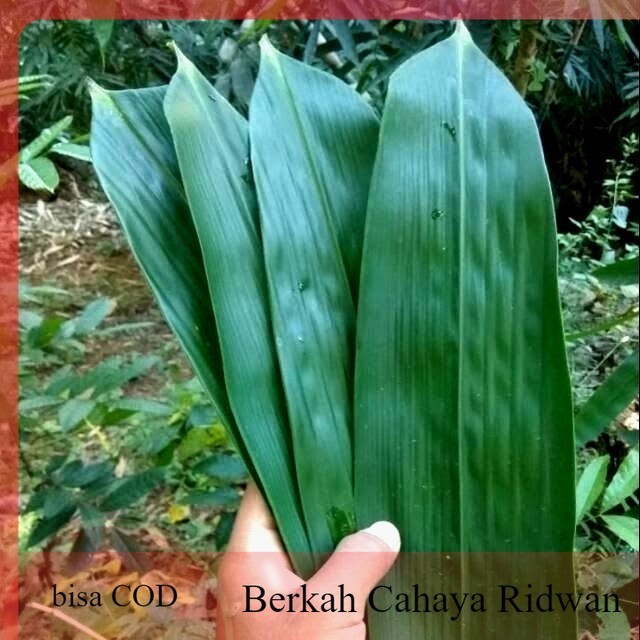 

termurah Daun Bambu Segar Pilihan herbal dan bungkus bacang segar