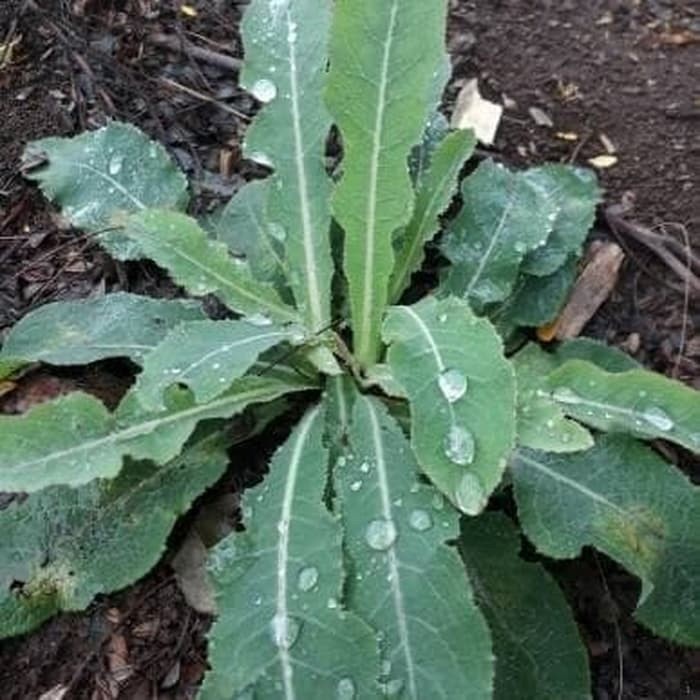 

Promo Tempuyung segar 250 gram - daun tanaman tempuyung