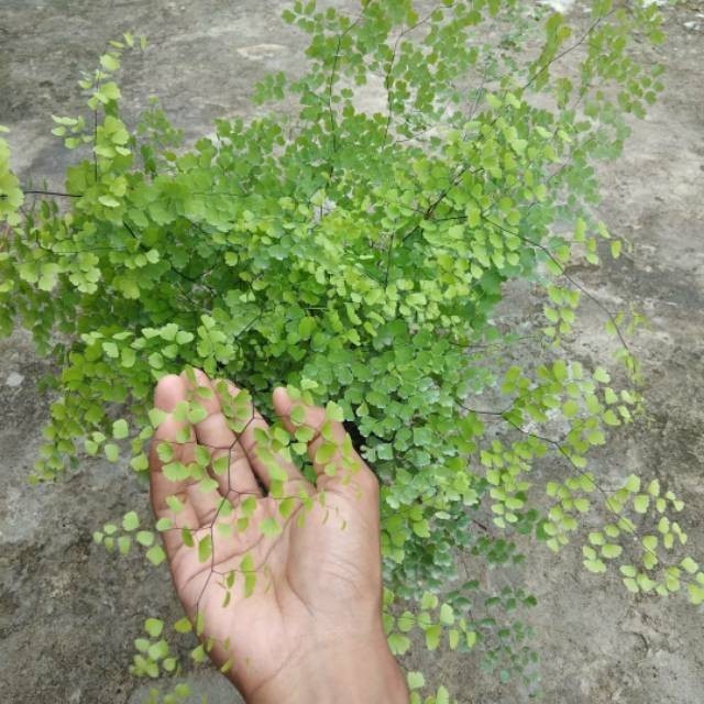 {BISA COD} tanaman suplir daun kecil pohon suplir daun kecil tanaman hias indoor suplir mini