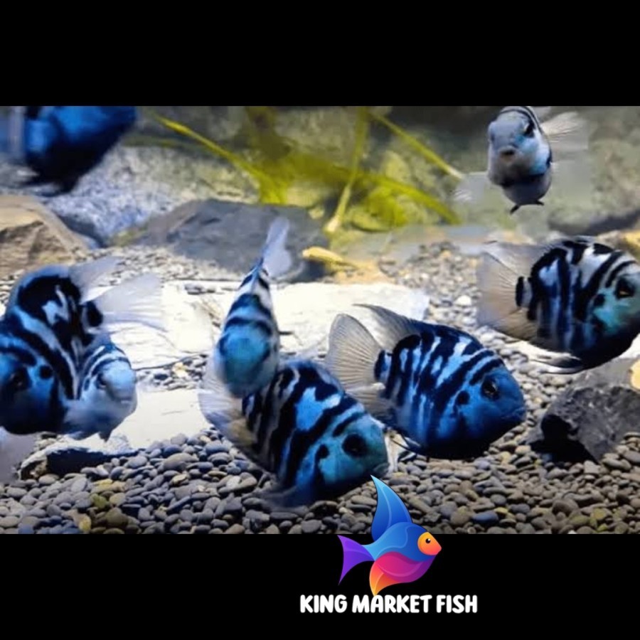 Hiyasan aquarium ikan hias blue polar parrot aquascape / ikan bluepolar parot kingmarket