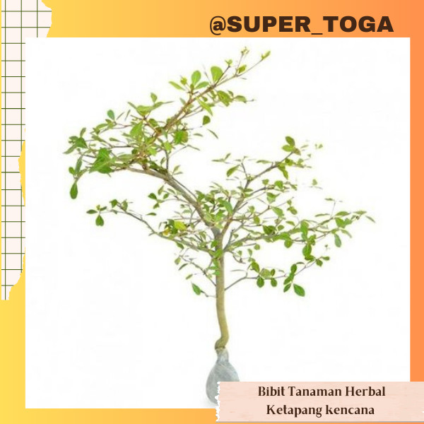 KETAPANG KENCANA bibit ketapang kencana pohon ketapang kencana tanaman ketapang kencana