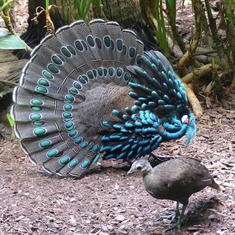 

Telur ayam hias ringneck palawan pheasant fertil siap ditetaskan Langsung