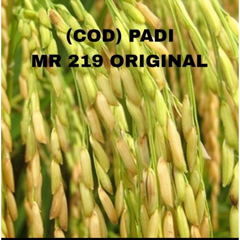 PROMOBENIH PADI MR219 1KG UNGGUL 219 KUALITAS ORIGIONAL