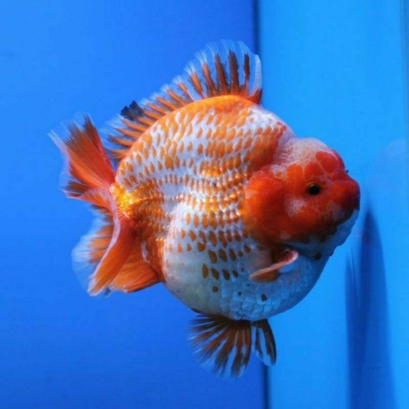 Koki Oranda Short Tail