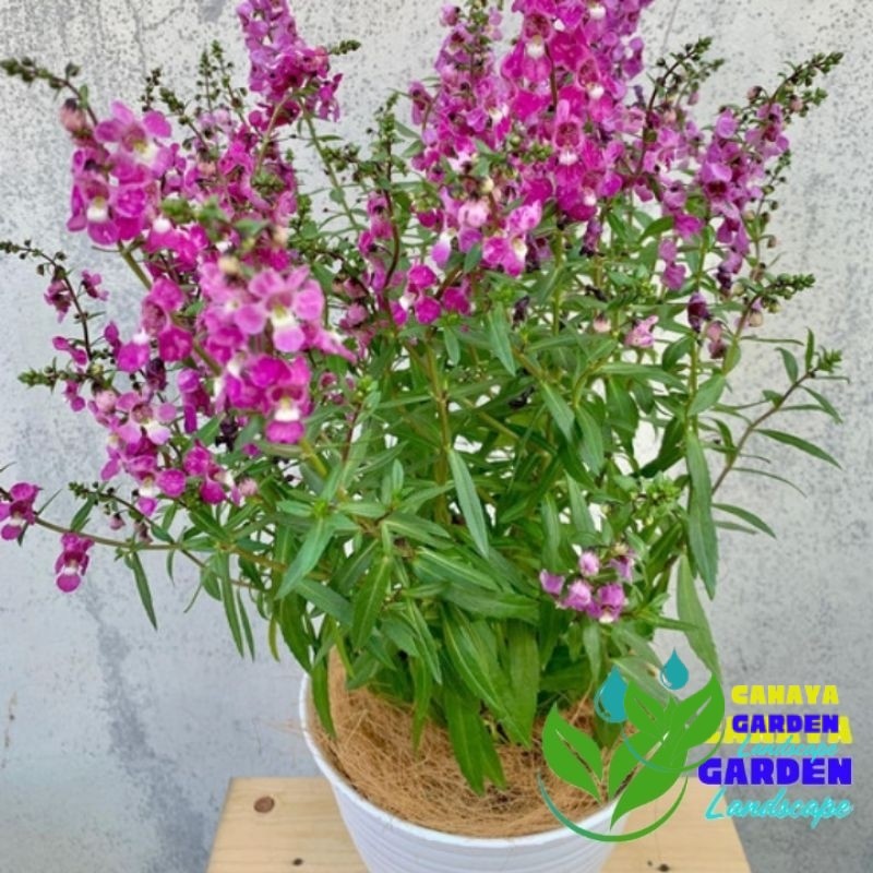 Tanaman hias lavender Bunga pink - Tanaman Hias Lavender Penghusir Nyamuk - Tanaman Lavender Sudah B