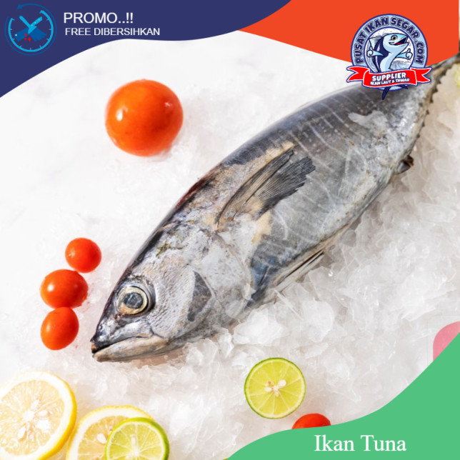 

Ikan Tuna 1 kg / Tuna Beku Kapal Free Dibersihkan