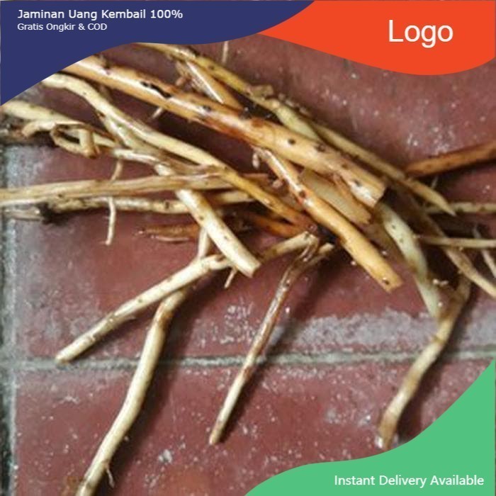 

Jual Akar Pinang Segar 1 Kg super