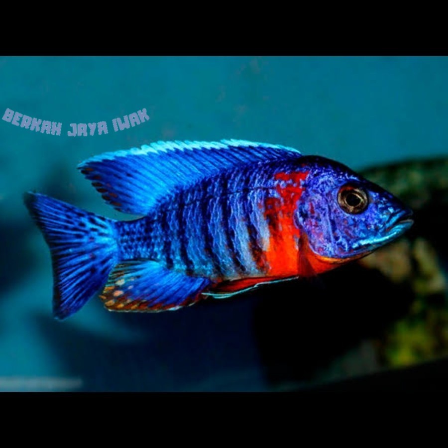 AULONACARA SP RED FLUSH 7-10 cm Ikan Hias Cichlid Aquarium KHUSUS GOJEK MEDAN