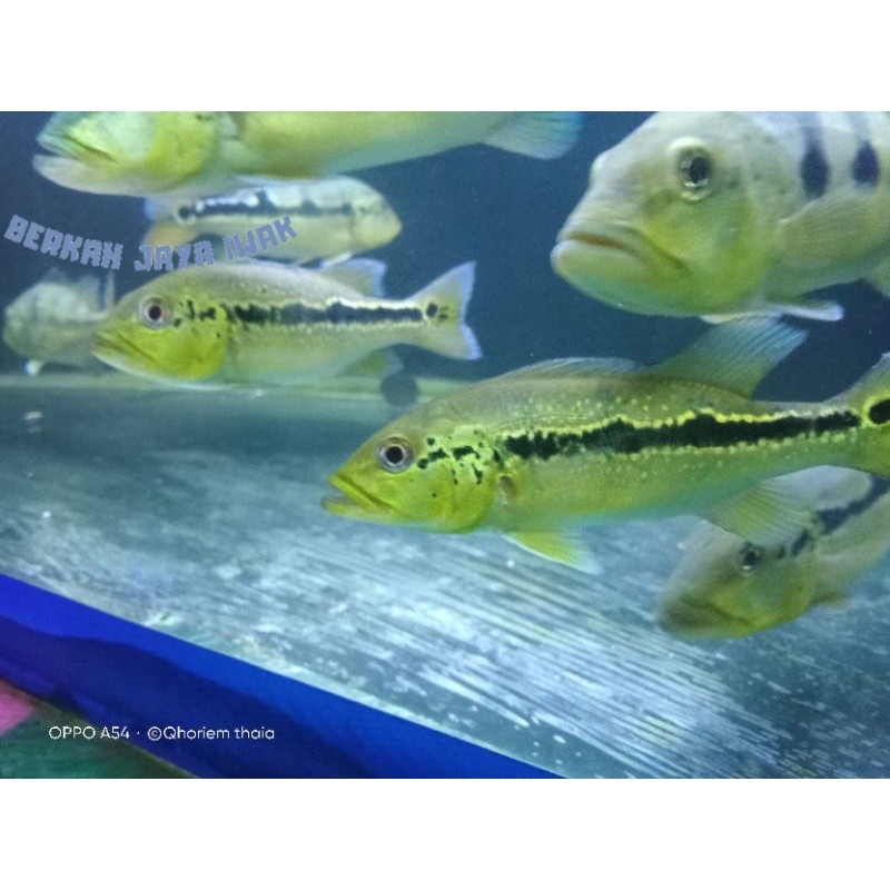 SUPER PROMO  kebutuhan akuarium piecokbas xingu size 8cm pure pbass viral