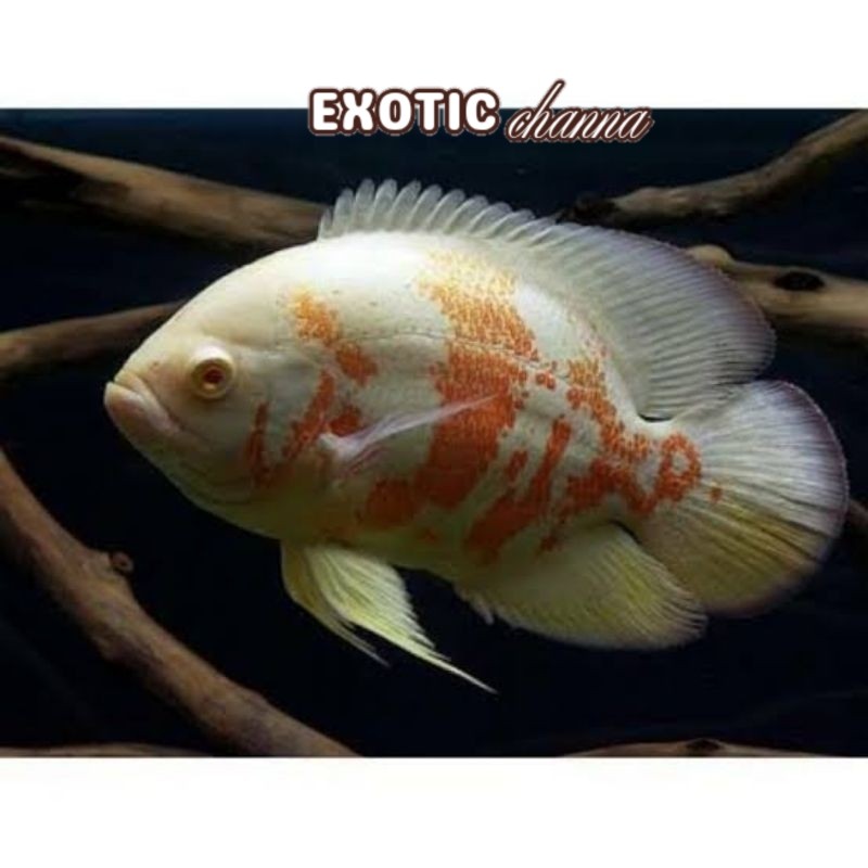 kulit putih oscar albino 7-9 dekorasi rumah bagus bisa cod garansi