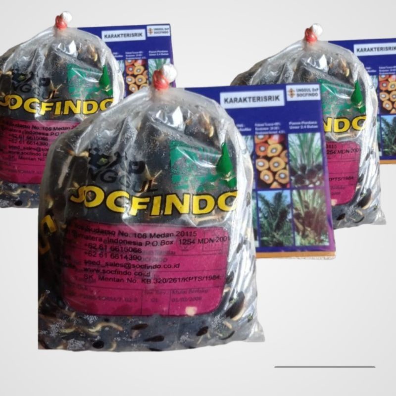 bibit kecambah kelapa sawit unggul socfindo