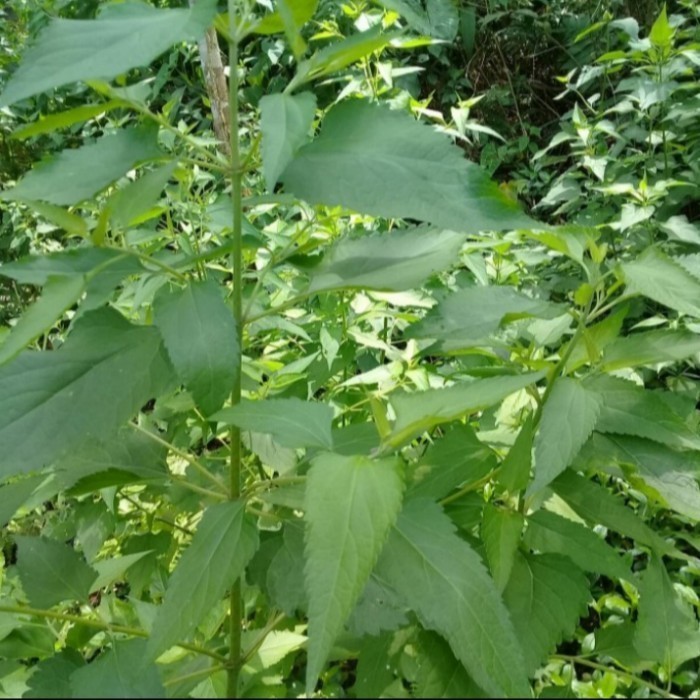 

daun marenggo atau kirinyuh segar 500 gram