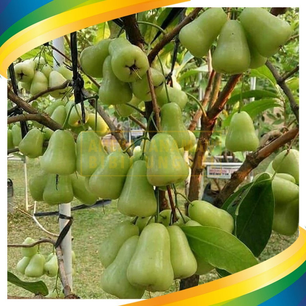 EverGreen- Bibit Jambu Air Madu Deli Hijau - MDH Super Genjah