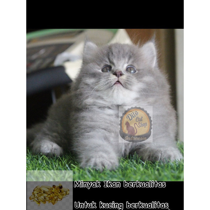 Minyak Ikan Kucing Ras Persia Himalaya Ragdol Munchkin Berkualitas