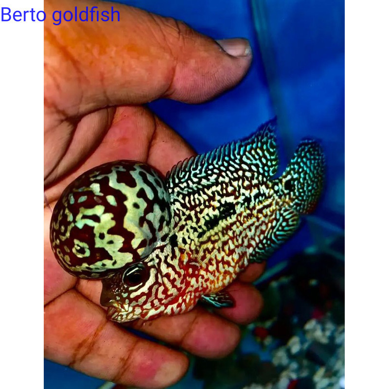 Hiyasan akuarium Burayak louhan Kamfa F4