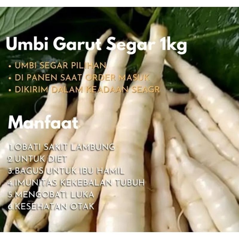 

Umbi Garut / Umbi Garut Segar / irut / Tarigu / Umbi Garut 1kg BERKAH STORE