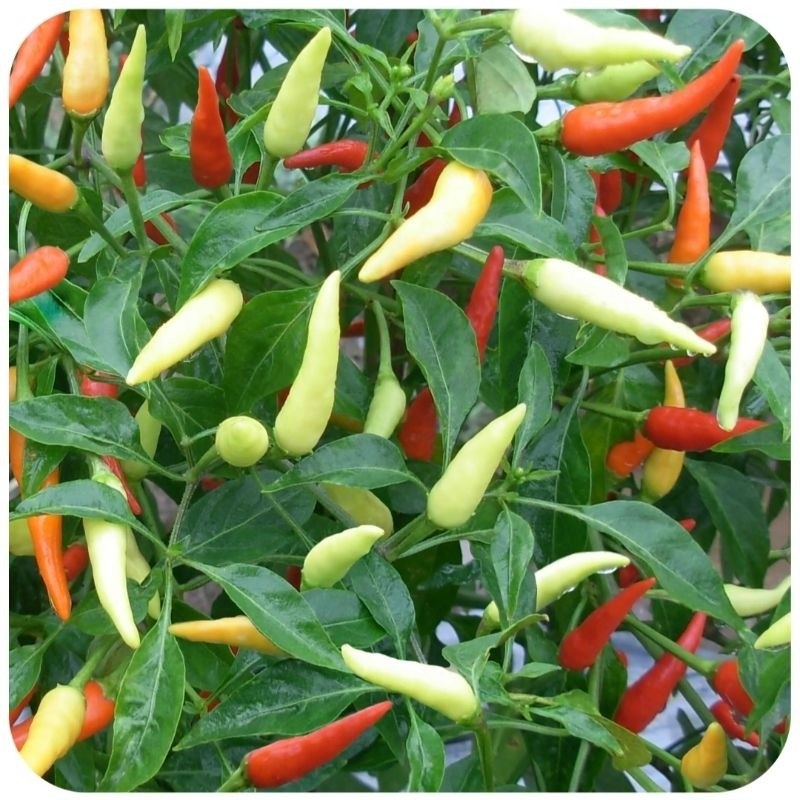 40 Biji - Benih Cabe Rawit ZAHRA F1 Benih Cabai Rawit Hibrida Bibit Unggul Berkualitas