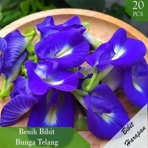 Benih Biji Bibit Bunga Telang Butterfly Pea Bunga Kupu Kupu Unggul TERBARU