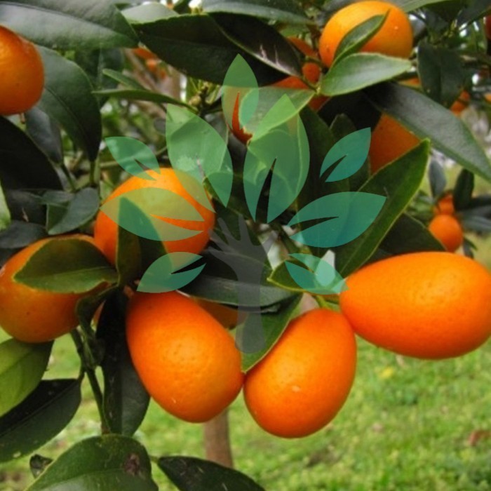 Bibit Tanaman Buah Jeruk Nagami Berbuah-jeruk Nagami Berbuah Asli