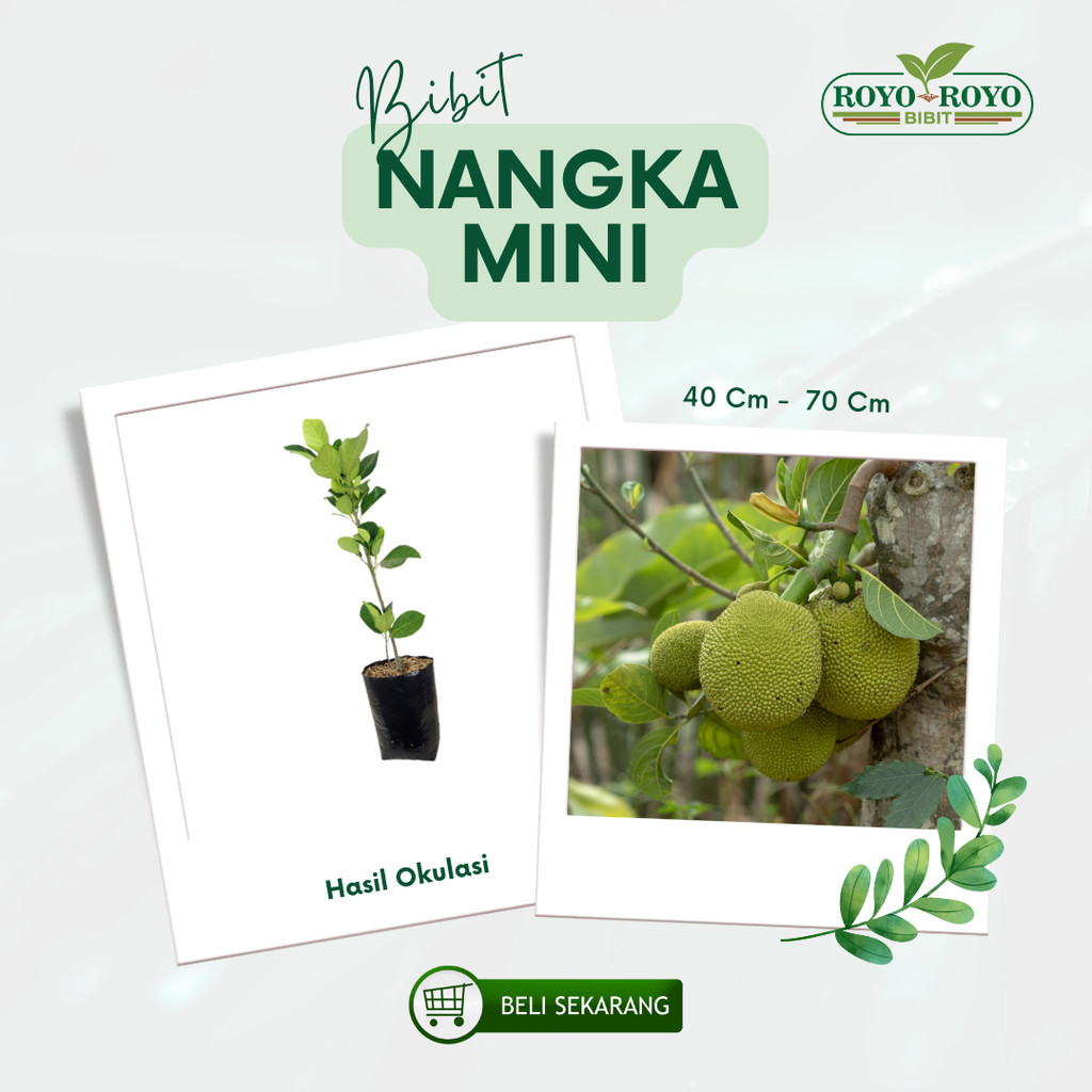 bibit nangka mini okulasi super genjah okulasi