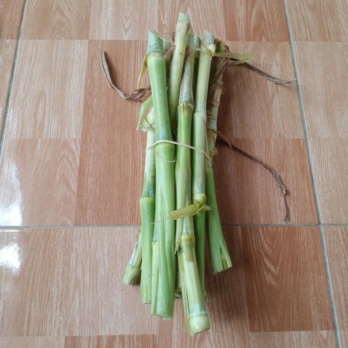 Bibit Tanaman Rumput Odot Rumput Gajah bisa COD