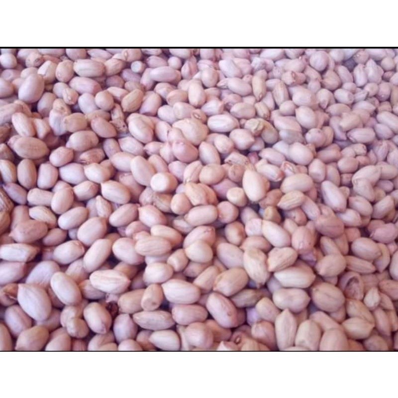

Kacang Tanah Mentah 500gram Kwalitas Super Besar