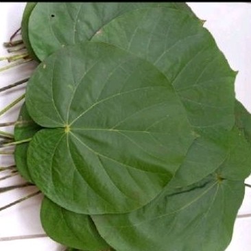 

Daun waru sgar 50 lmbar daun herbal waruu