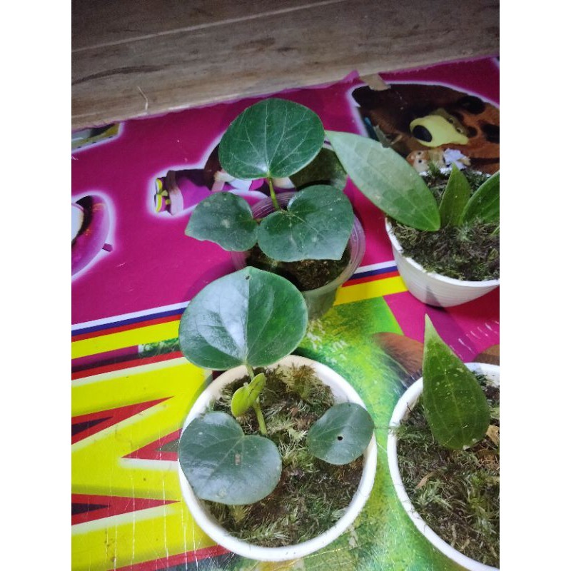 #Bibit lada besar, lada gajah, lada kerbau, lada hutan siap tanam