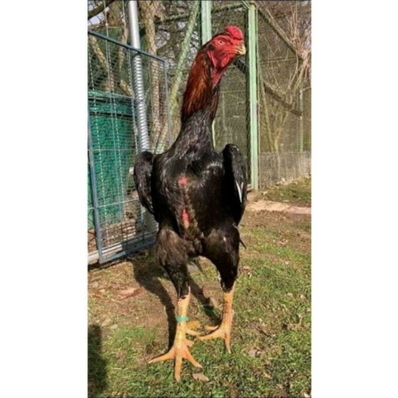 

TELUR AYAM RAINBOW UNTUK DI TETASKAN