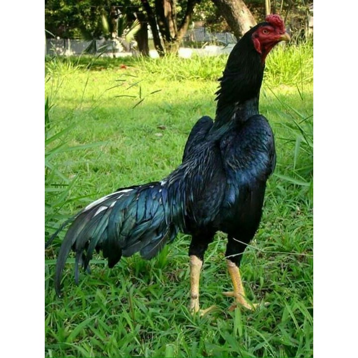 

Telur ayam bangkok shamo jepang / ayam petarung aduan bisa ditetaskan
