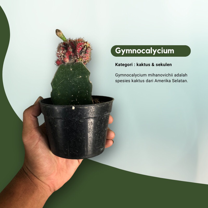 Tanaman Kaktus Gymnocalycium mihanovichi / Kaktus bulan