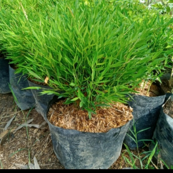 TANAMAN HIAS BAMBU JEPANG/ POHON BAMBU JEPANG MIKRO RIMBUN