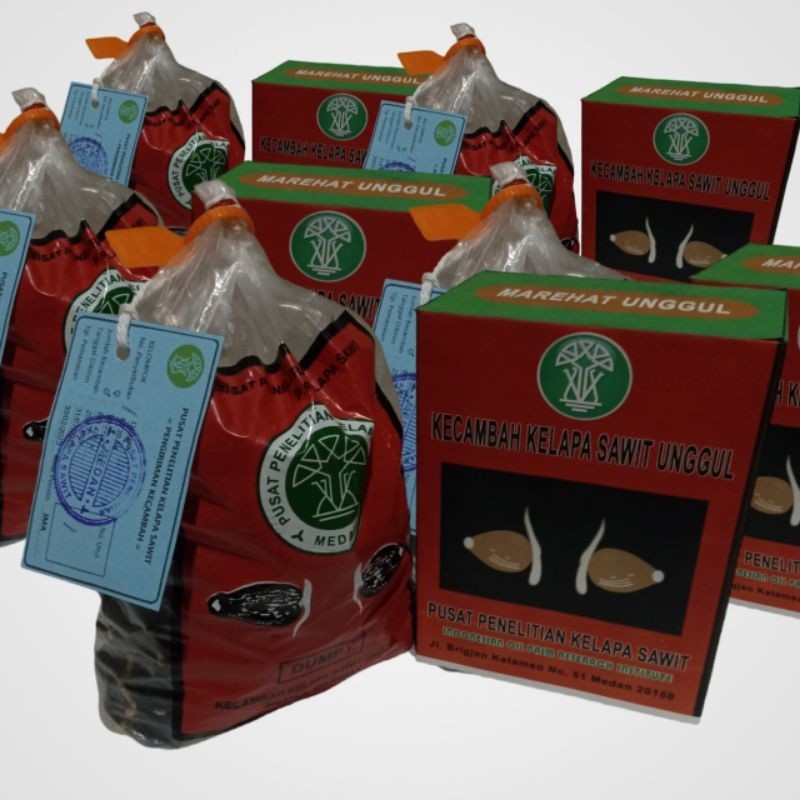 bibit sawit marehat dumpy