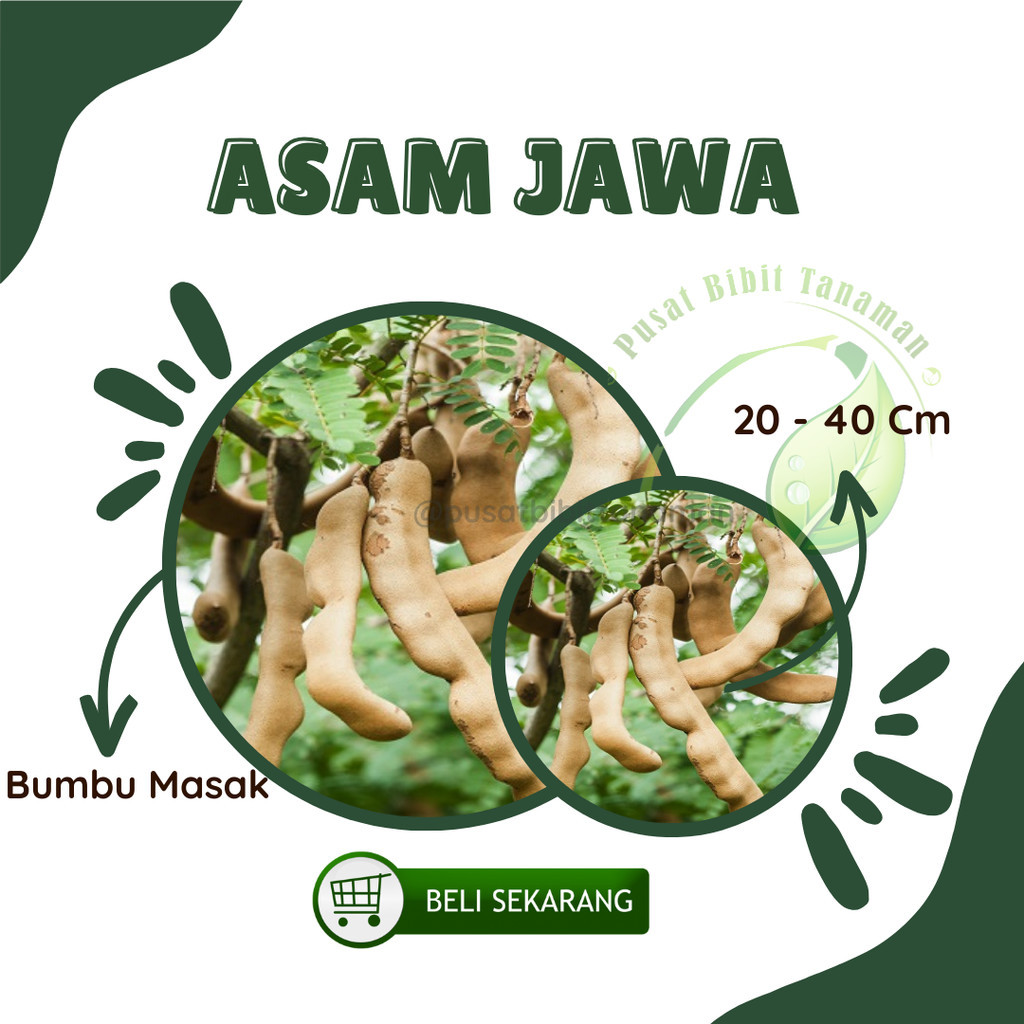 Bibit Tanaman Asem Jawa asam jawa bumbu masak
