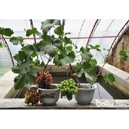 bibit anggur  lokal red master rootstok