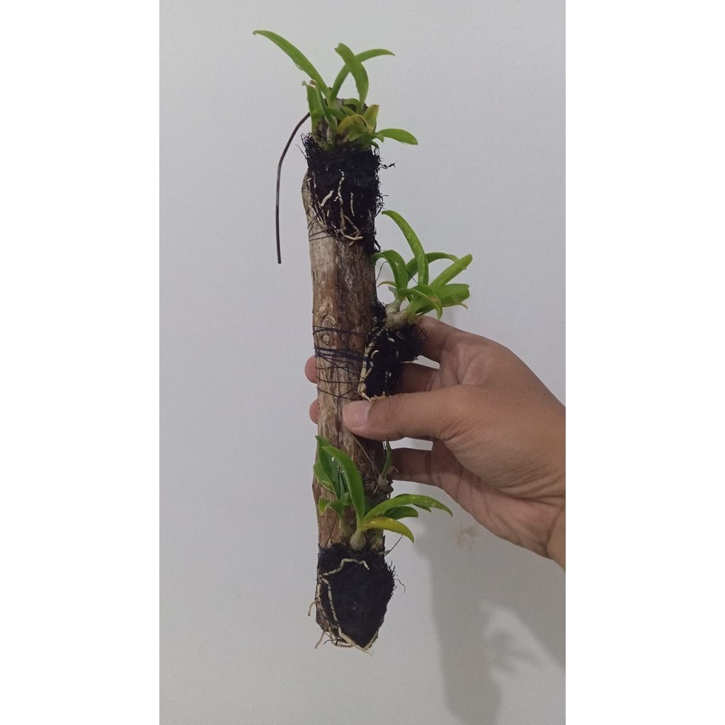 media tanam kayu kopi - media tanam kayu kopi untuk anggrek