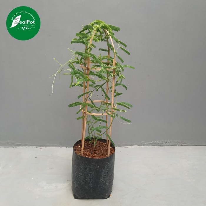 Tanaman obat daun saga rambat