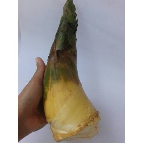 

COD Rebung Bambu Kuning - Obat Herbal Terlaris kang store ready