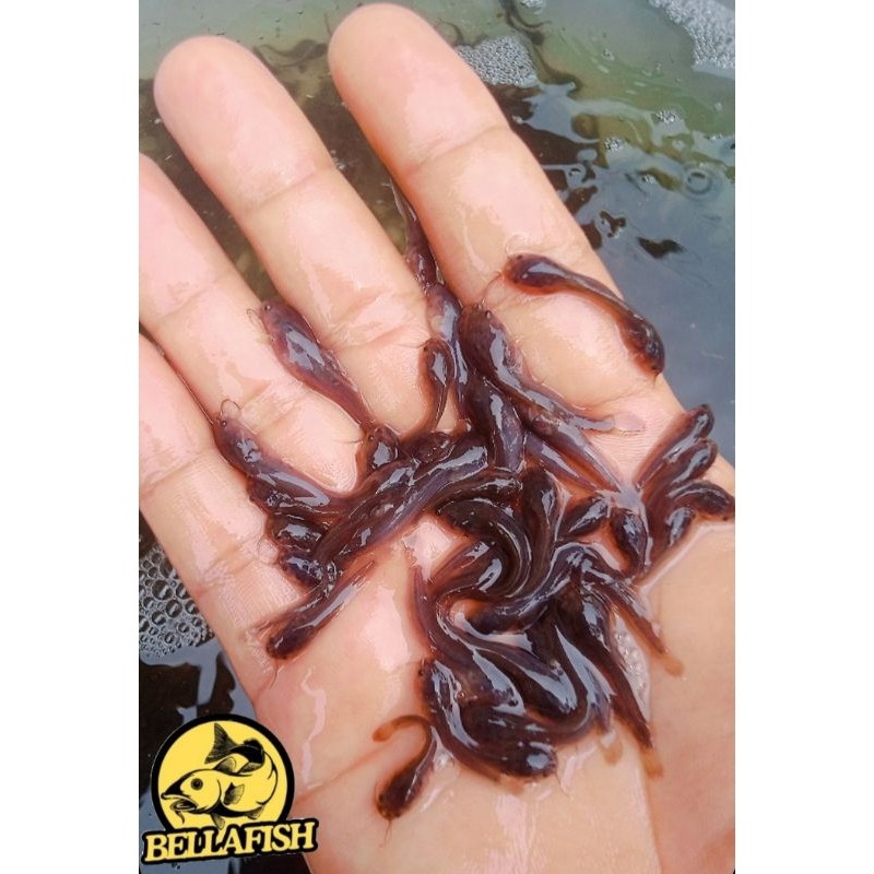 bibit ikan lele Sangkuriang komsumsi 2/3cm isi 100