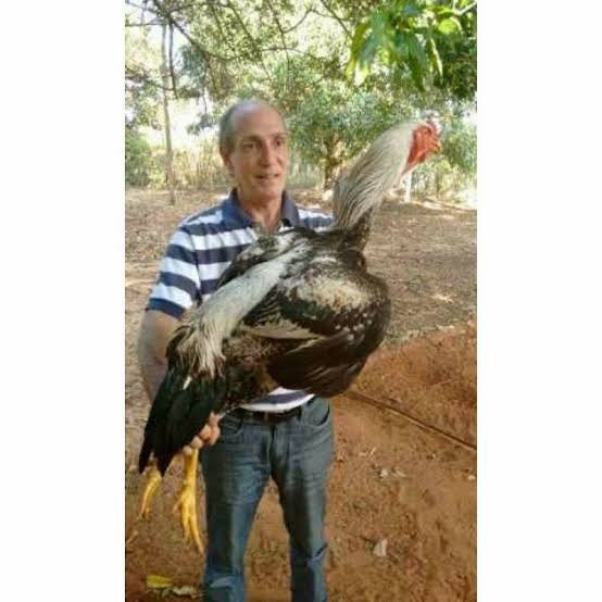 

Telur ayam gorila / gorilla jumbo fertil siap ditetaskan