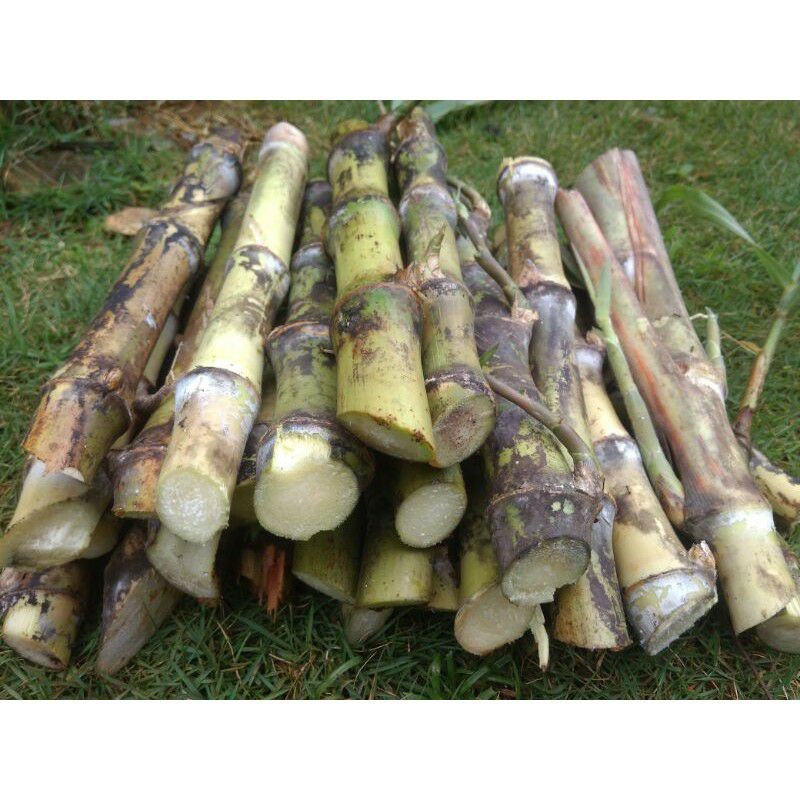 

Bibit Stek Tebu Telur (ikan lilin) Terubuk Terubus Endog Tiwu