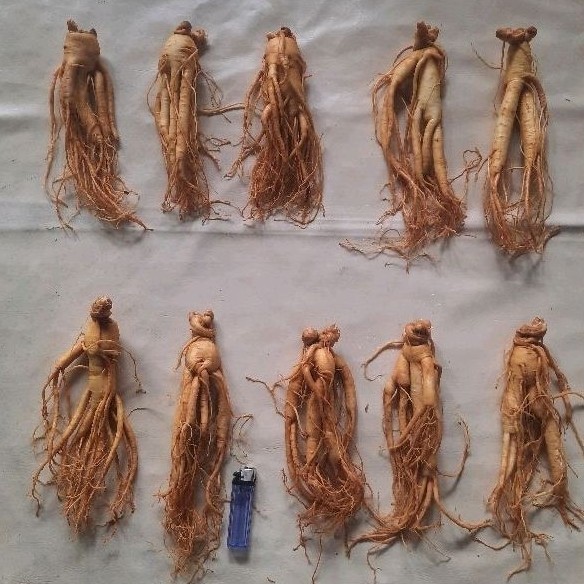 

Gingseng Merah Korea Import Korea Selatan - Anugrah Mega